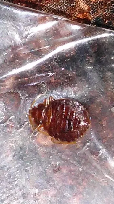 Home Paramount Pest Control Picture 2