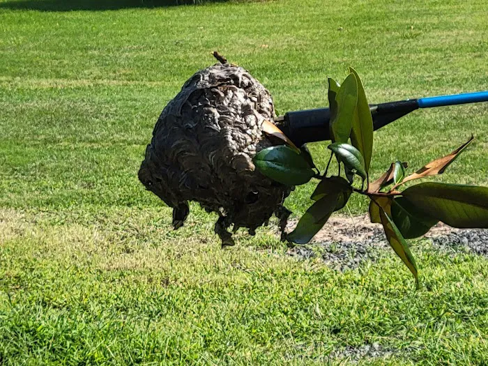 That Bug Guy pest control Picture 10