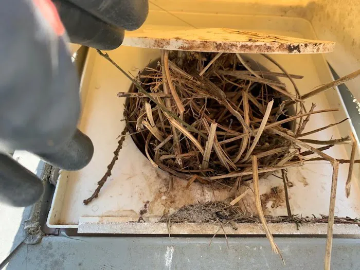 Summit Wildlife Removal Picture 2