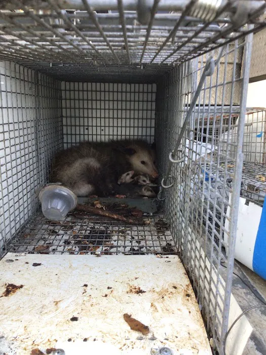 Summit Wildlife Removal Picture 3