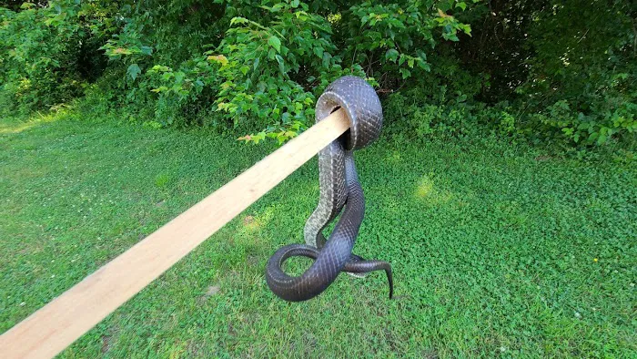 Summit Wildlife Removal Picture 4
