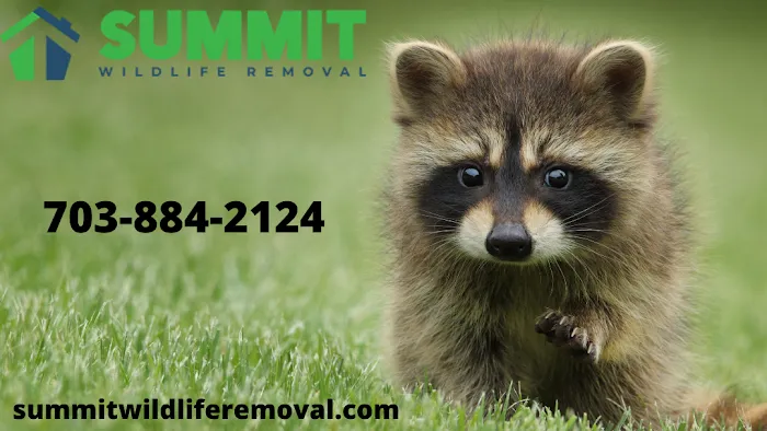 Summit Wildlife Removal Picture 1
