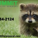 Summit Wildlife Removal