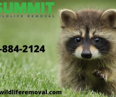 Summit Wildlife Removal