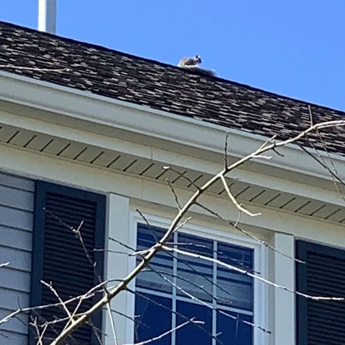 Summit Wildlife Removal Picture 6