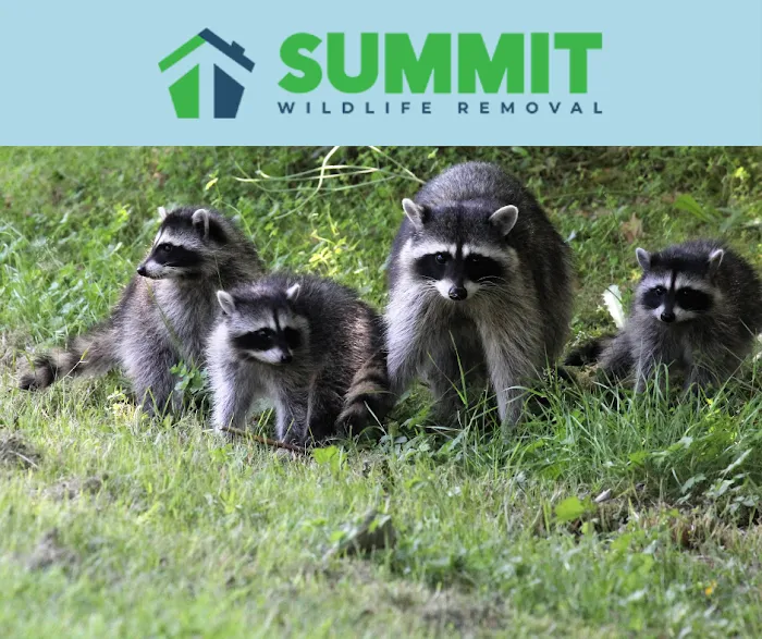 Summit Wildlife Removal Picture 5