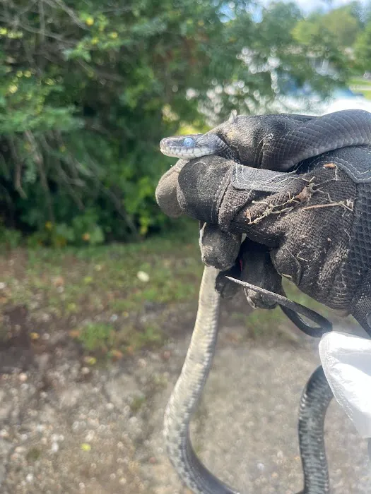 Summit Wildlife Removal Picture 7