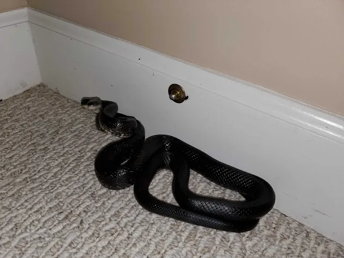 Summit Wildlife Removal Picture 10