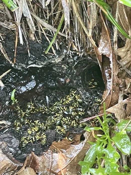 ProForce Pest Control - Virginia Beach Picture 7