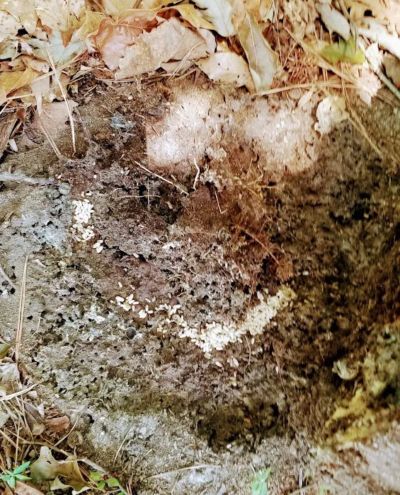 United Pest Control Picture 1