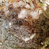United Pest Control ico