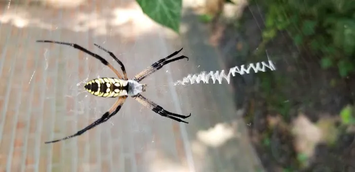 United Pest Control Picture 10