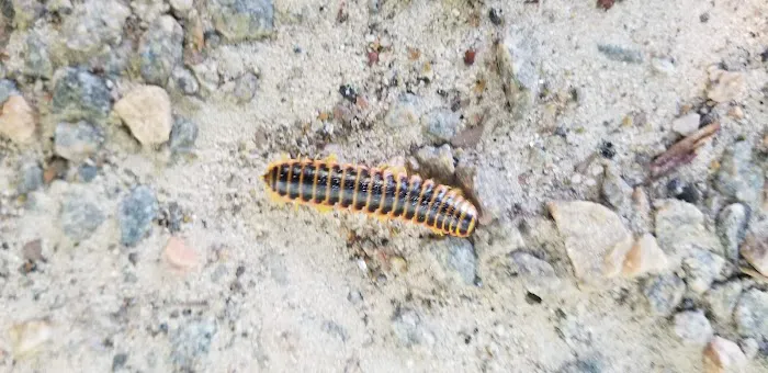 United Pest Control Picture 5