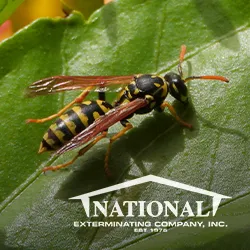 National Exterminating Company Inc Picture 2