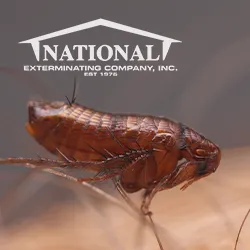 National Exterminating Company Inc Picture 7