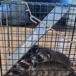 TYGR Wildlife LLC