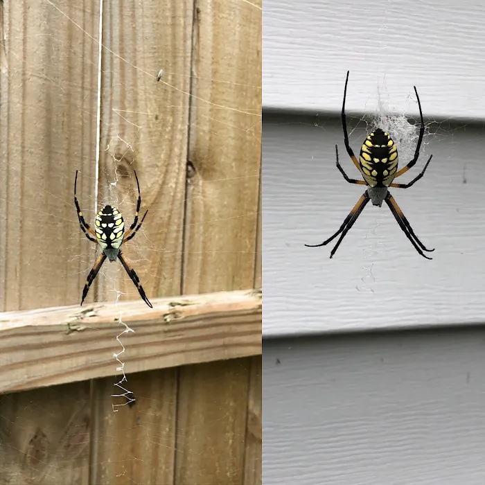 GLOBAL GREEN TERMITE & PEST CONTROL , LLC Picture 6