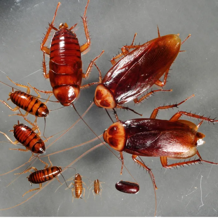 GLOBAL GREEN TERMITE & PEST CONTROL , LLC Picture 3