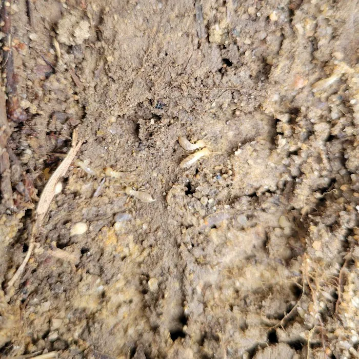 Optimal Termite & Pest Control Picture 7