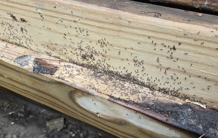 Optimal Termite & Pest Control Picture 2