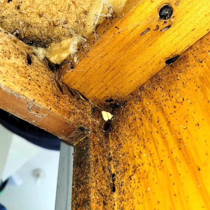 Optimal Termite & Pest Control Picture 1