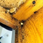Optimal Termite & Pest Control