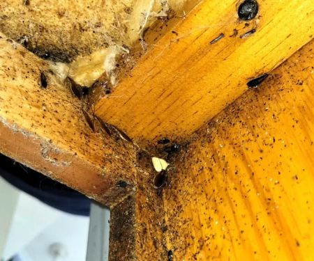 Optimal Termite & Pest Control