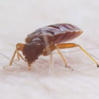Mitchell Pest Services ico