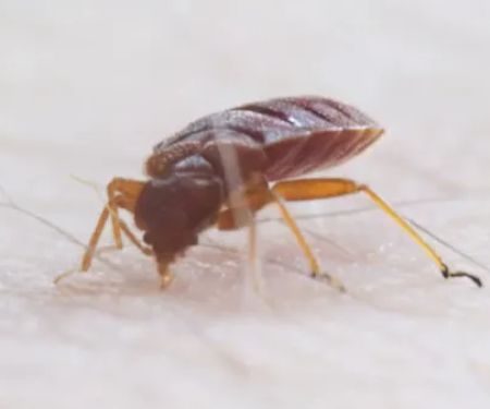 Mitchell Pest Services