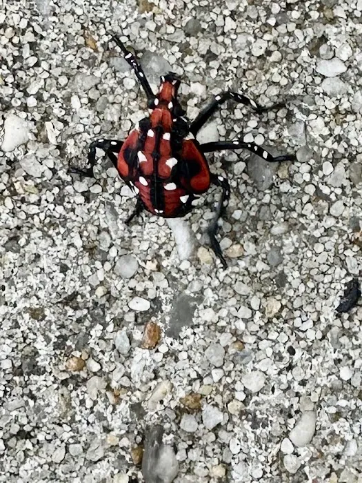 YourTurn Pest Solutions LLC Picture 4