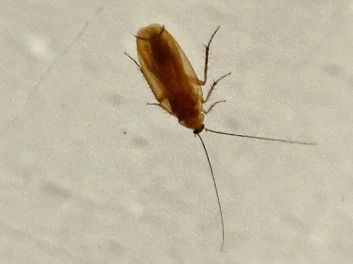 YourTurn Pest Solutions LLC Picture 8