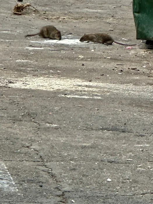 YourTurn Pest Solutions LLC Picture 9
