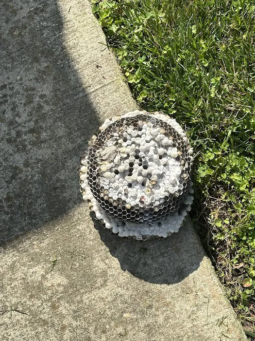 YourTurn Pest Solutions LLC Picture 7