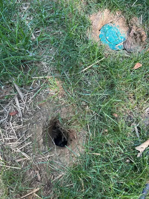 Green Pest Services Picture 2