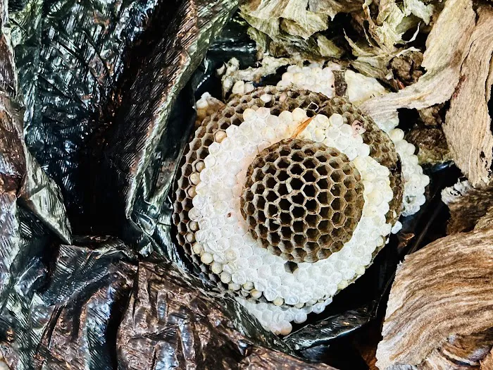 Green Pest Services Picture 8