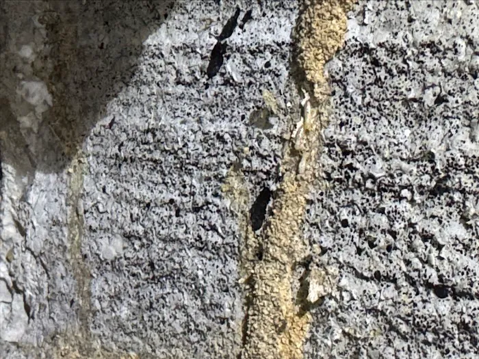 Viewpoint Pest Management Solutions, Inc. Picture 2