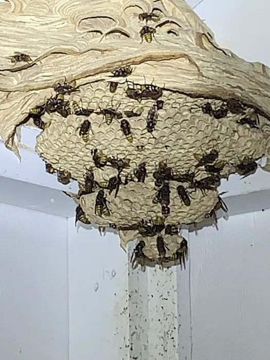 Viewpoint Pest Management Solutions, Inc. Picture 9