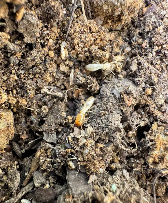Viewpoint Pest Management Solutions, Inc. Picture 10