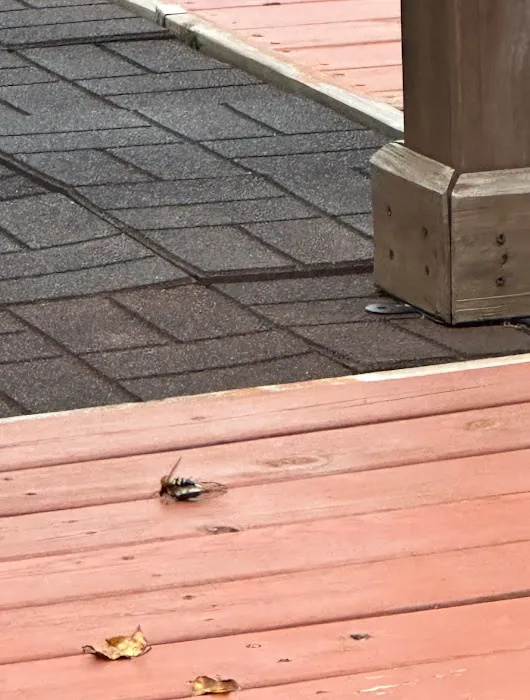 Moxie Pest Control Picture 10
