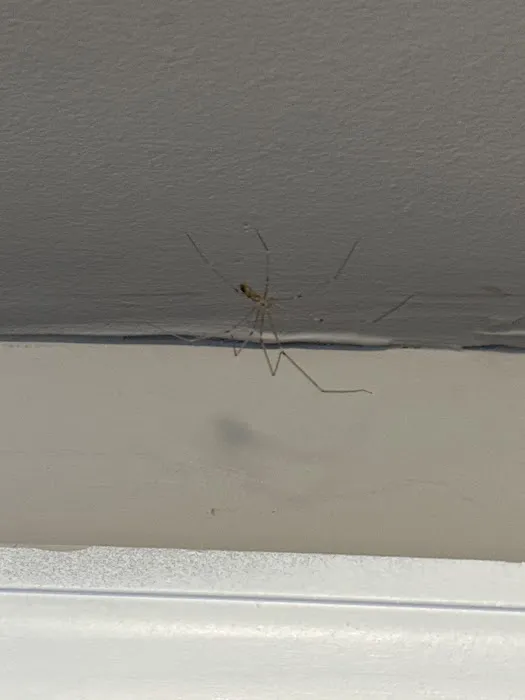 Moxie Pest Control Picture 9