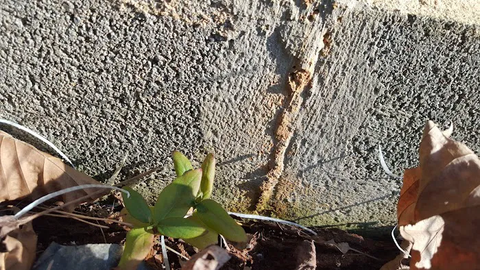 Go-Forth Pest Control Picture 6