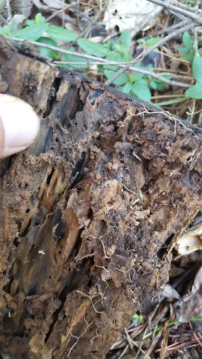 Go-Forth Pest Control Picture 7
