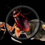 Primax Pest Control