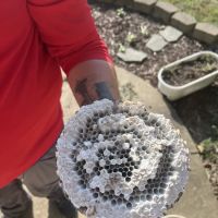 Frontline Pest and Termite of Fredericksburg ico