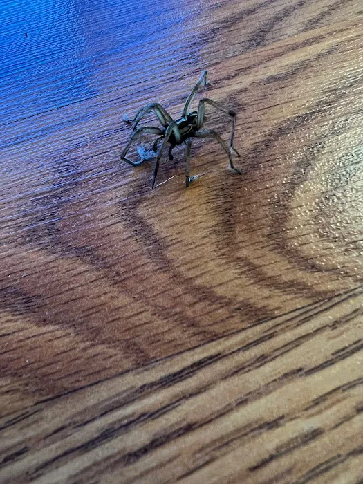Summit Pest Control Picture 1