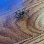 Summit Pest Control