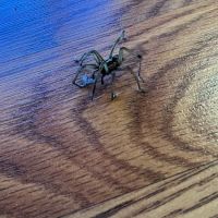 Summit Pest Control ico
