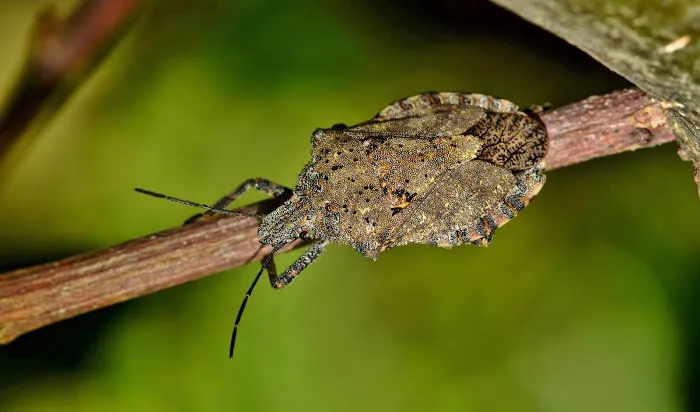 Summit Pest Control Picture 7