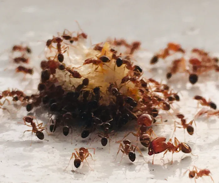 Summit Pest Control Picture 5