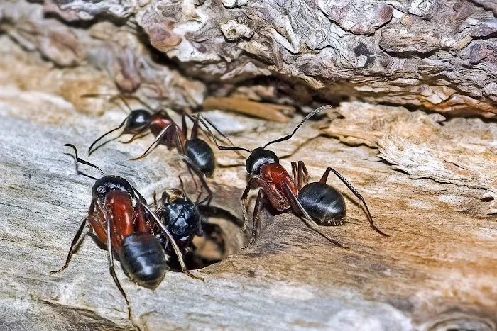 Summit Pest Control Picture 9
